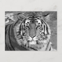 BW Tiger