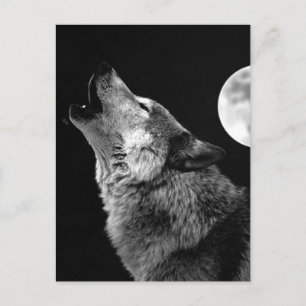 Carte Postale BW Wolf Howling at Moon