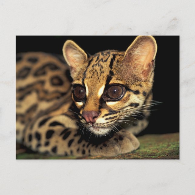 Carte Postale CA, Panama central, Parc national de Souveraineté, (Devant)