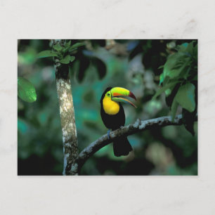 Carte Postale CA, Panama, Parc national de Souveraineté, Toucan