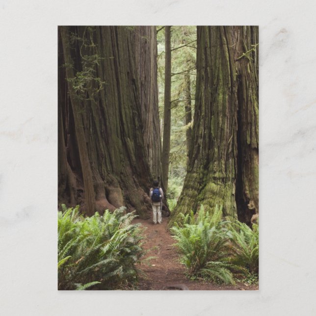 Carte Postale CA, parc d'État de Redwoods Jedediah Smith, (Devant)