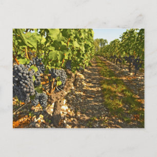 Carte Postale Cabernet Sauvignon vignes en rang dans