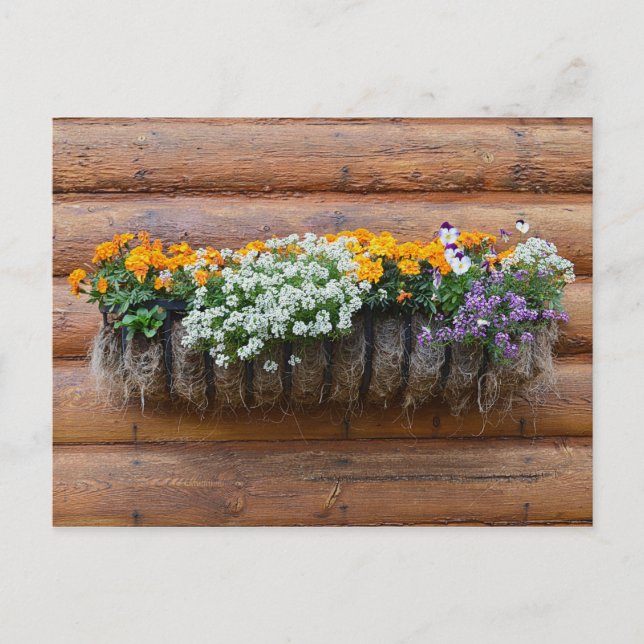 Carte Postale Cabine du journal du Planteur de fleurs (Devant)