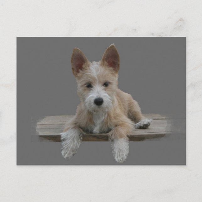 Carte Postale Câble portugais Podengo Pequeno (Devant)