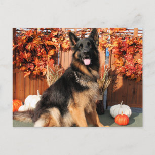 Carte Postale Cabo - berger allemand Photo #1