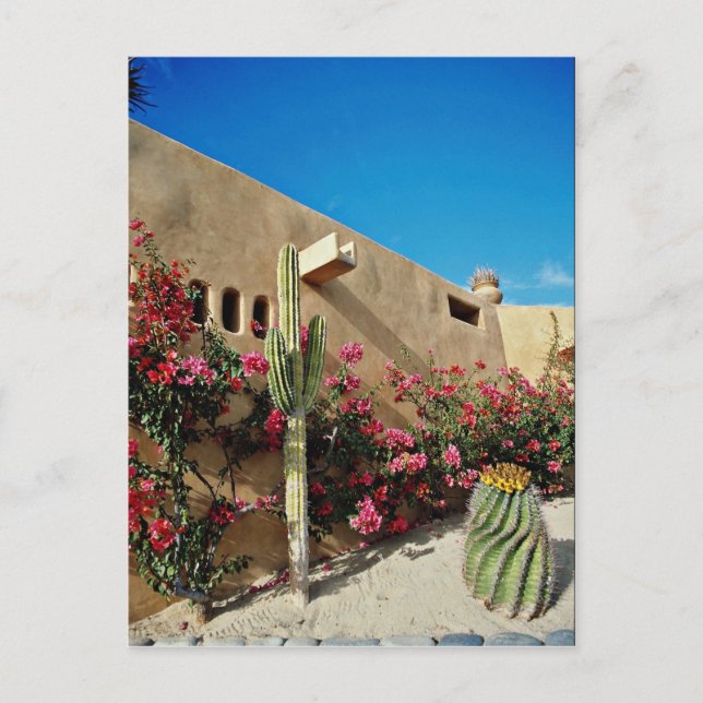 Carte Postale Cabo San Lucas, Baja, fleurs du Mexique (Devant)