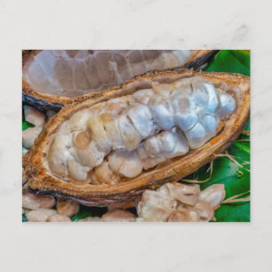 Carte Postale Cacao 