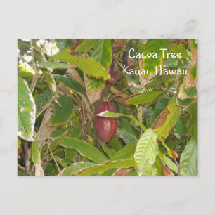 Carte Postale Cacaoyer