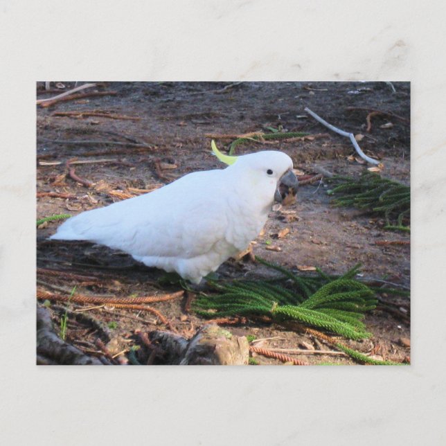 Carte Postale Cacatoès à huppe jaune Faune australienne Oiseau (Devant)