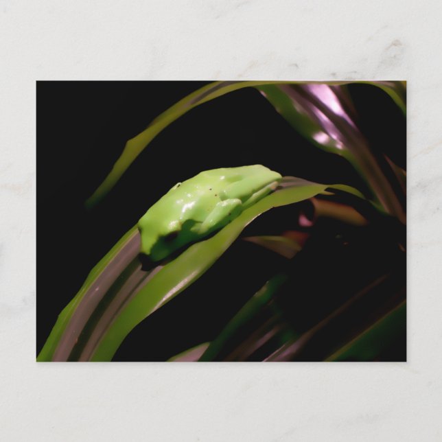 Carte postale "Cacher à vue ouverte" (Devant)