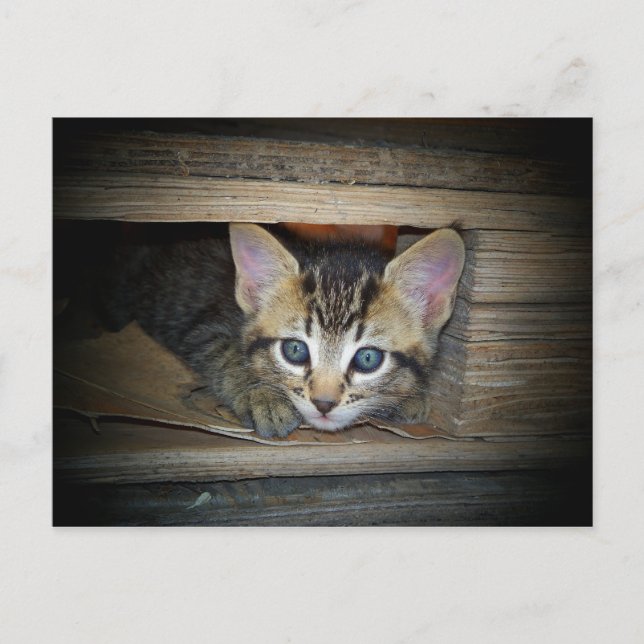 Carte Postale Cachet et recherche de chaton (Devant)
