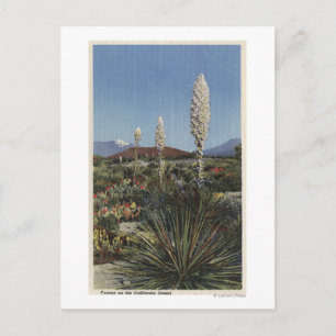 Carte Postale Cactées Yucca de Californie en fleurs dans le dése