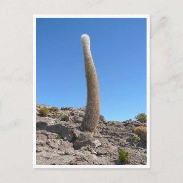 Carte Postale cacti d'Uyuni vers le haut (Devant)