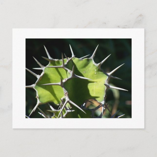 Carte Postale Cactus (Devant)