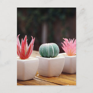 Carte Postale Cactus