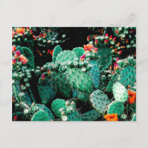 Carte postale Cactus