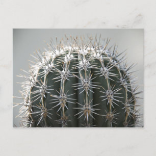 Carte Postale Cactus