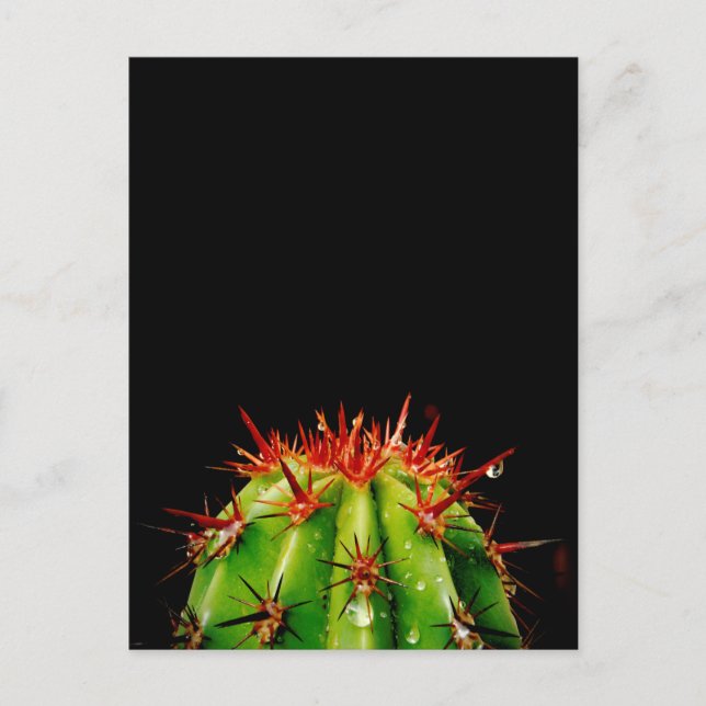Carte Postale Cactus (Devant)