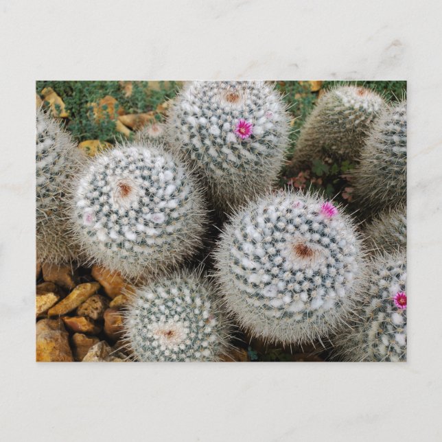 Carte Postale Cactus (Devant)