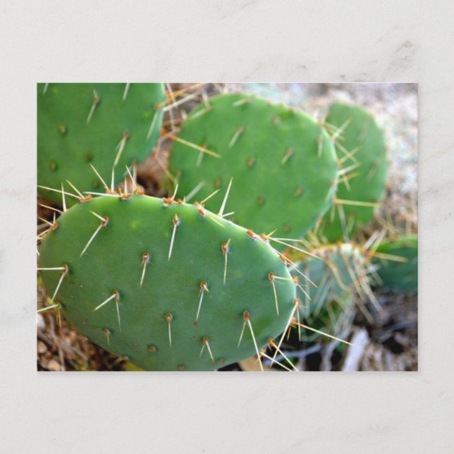 Carte Postale Cactus (Devant)