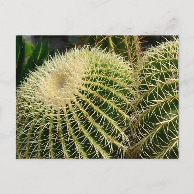 Carte postale Cactus (Devant)