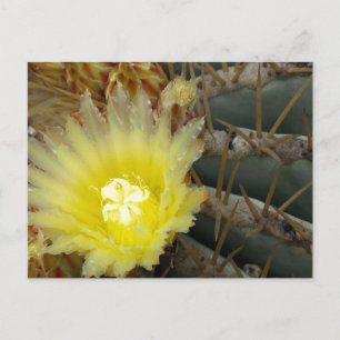 Carte Postale Cactus à fleurs jaunes