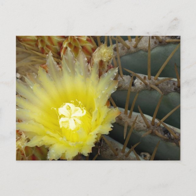 Carte Postale Cactus à fleurs jaunes (Devant)
