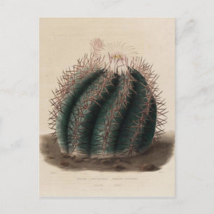 Carte Postale Cactus à fleurs roses Vintage Botanique