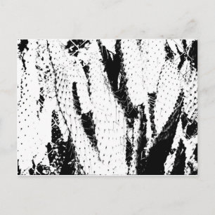 Carte Postale Cactus auriculaire éléphant en noir et blanc