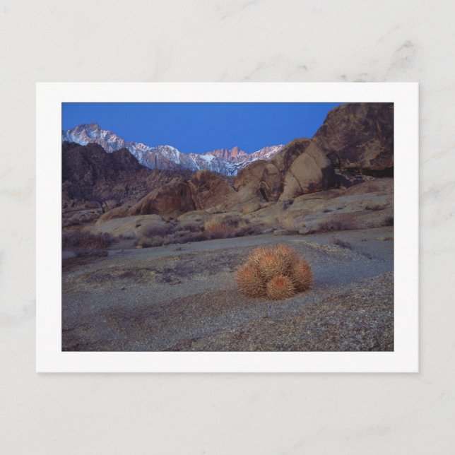 Carte Postale "Cactus Avec Vue" (Devant)