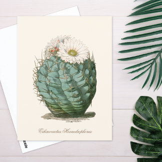 Carte Postale Cactus Barrel Fleur Blanche