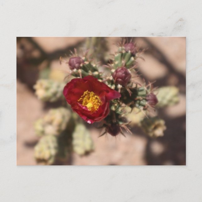 Carte Postale Cactus Bloom (Devant)