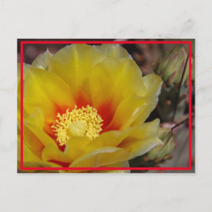 Carte Postale Cactus Bloom