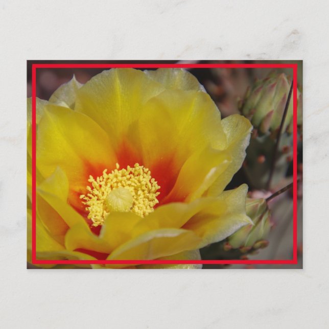 Carte Postale Cactus Bloom (Devant)