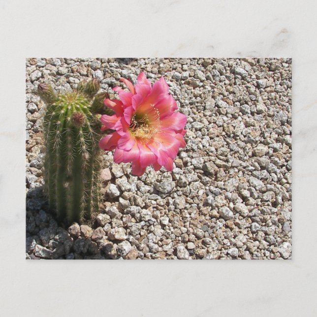 Carte Postale Cactus Bloom (Devant)