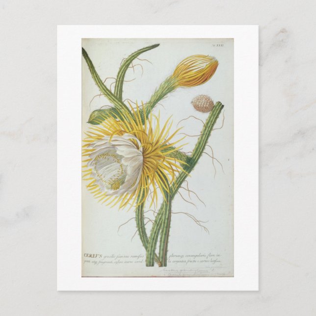 Carte Postale Cactus : Cereus, de 'Plantae Selectae' de Trew 175 (Devant)