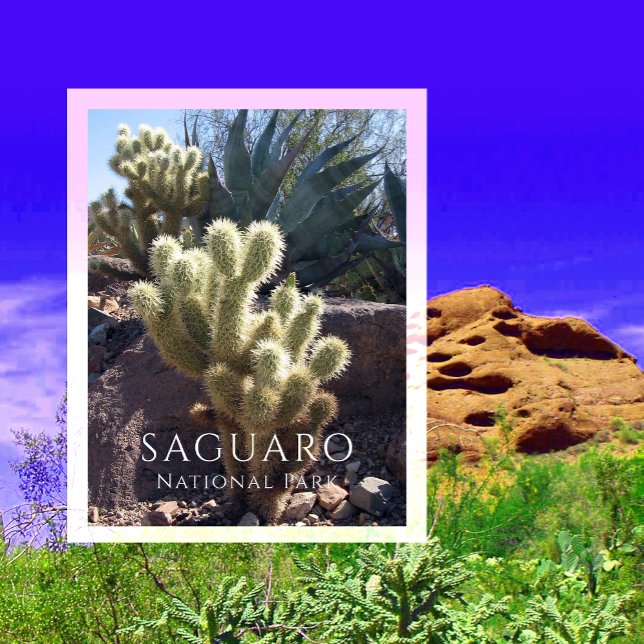 Carte Postale Cactus Cholla, Agave, Parc national de Saguaro, AZ (Créateur téléchargé)