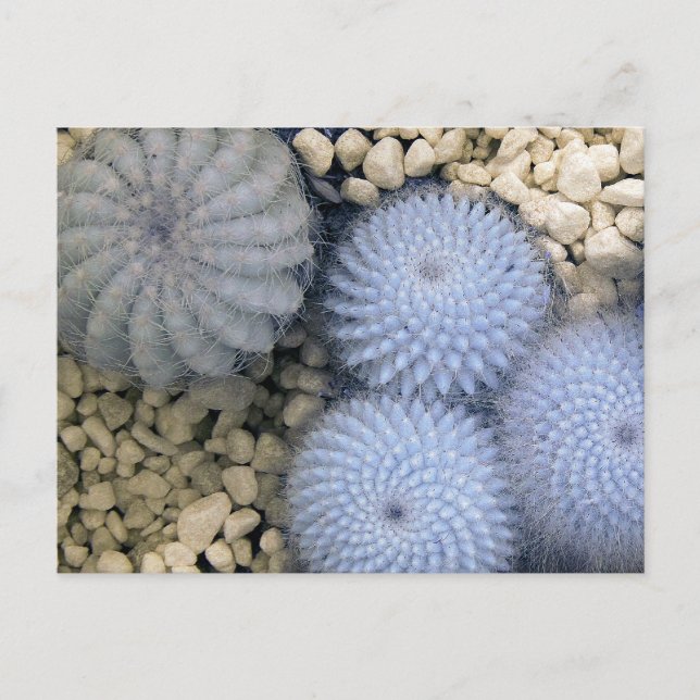 Carte Postale Cactus dans la lumière infrarouge (Devant)