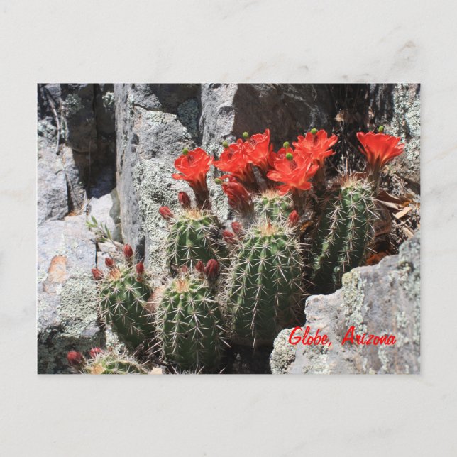 Carte Postale Cactus dans le Rocher (Devant)
