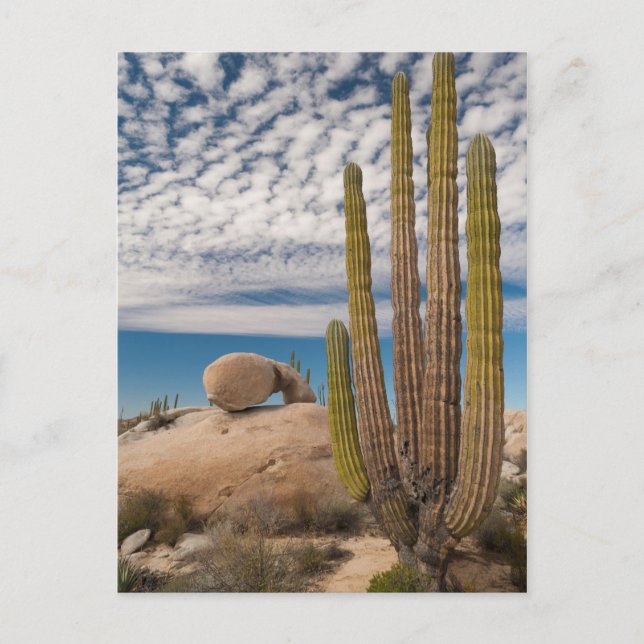 Carte Postale Cactus dans un paysage désertique (Devant)