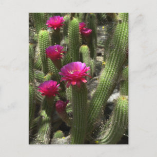 Carte Postale Cactus de flamme rose