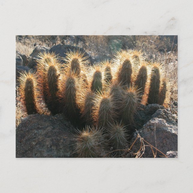 Carte Postale Cactus de haies dans l'habitat du désert (Devant)