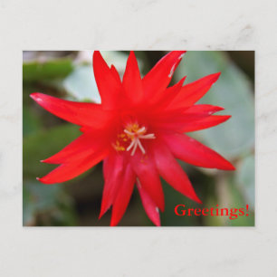 Carte postale - Cactus de Pâques
