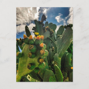 Carte Postale Cactus de poire à poires en fleurs