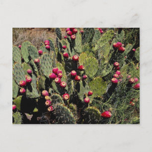 Carte Postale Cactus de poire de poulet, désert de Sonoran