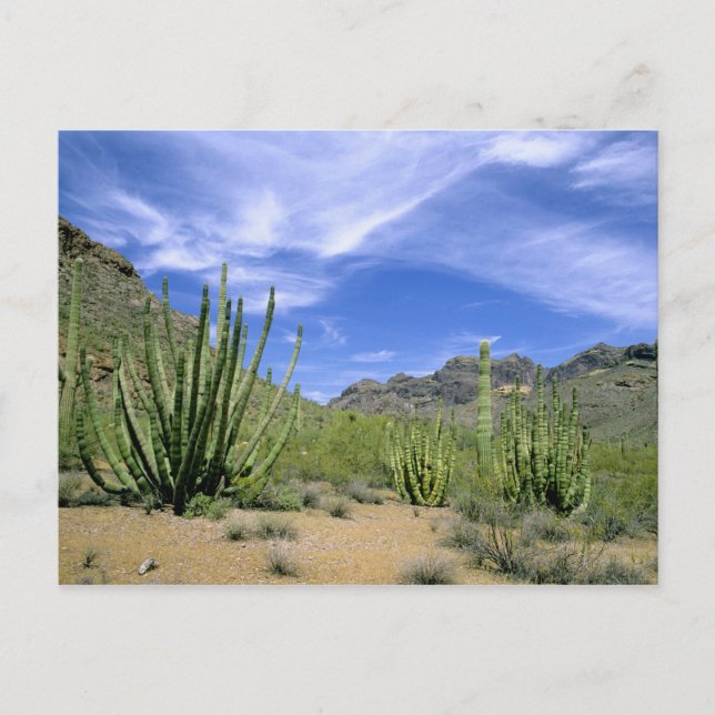 Carte Postale Cactus du désert à Organ Pipe National Monument, (Devant)