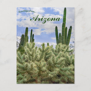Carte Postale Cactus du Saguaro à Tucson en Arizona