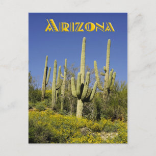 Carte Postale Cactus du Saguaro et fleurs sauvages jaunes, Arizo