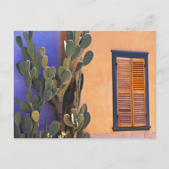 Carte Postale Cactus du sud-ouest (Opuntia dejecta) et (Devant)