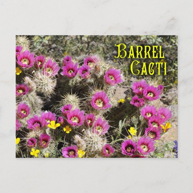 Carte Postale Cactus en fleur, désert de Sonoran, Arizona (Devant)